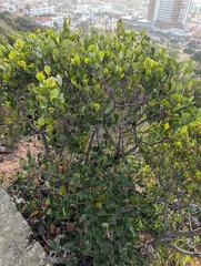 Cassine peragua