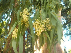 Eucalyptus youmanii
