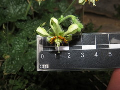 Blumenbachia prietea