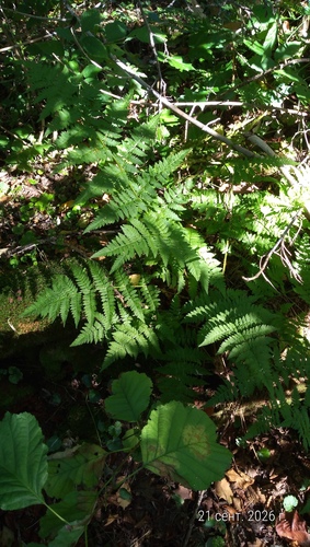 spinulose wood fern