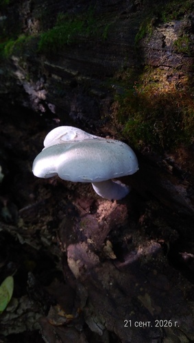 Veiled Oyster
