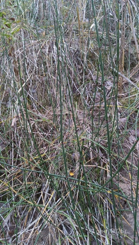 rough horsetail