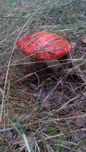 Fly Agaric