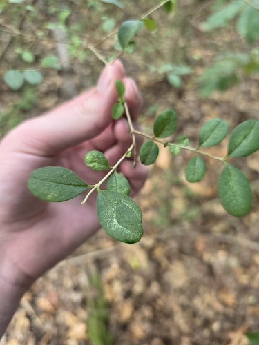 Chinese privet