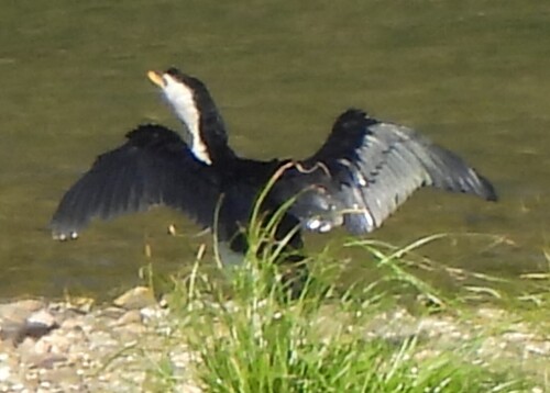 Little Pied Cormorant