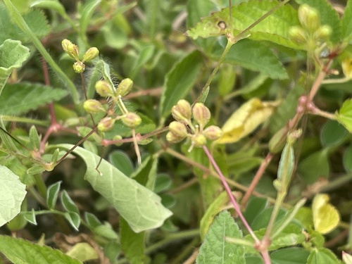 Boerhavia glabrata observed 2026-09-21