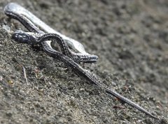 Pareas margaritophorus