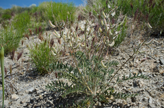 Astragalus minthorniae