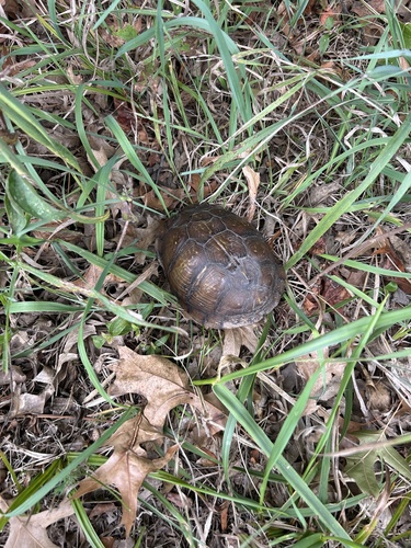Three-toed Box Turtle