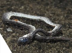 Pareas margaritophorus