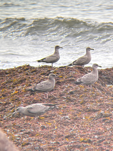 American Herring Gull