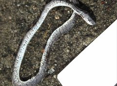 Pareas margaritophorus