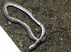 Pareas margaritophorus