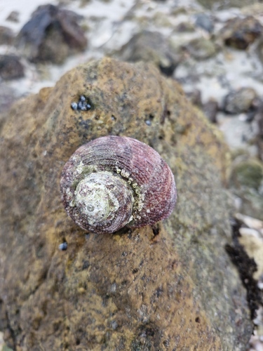 Modelia granosa observed 2026-08-15