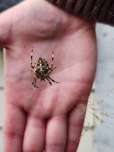 Cross Orbweaver