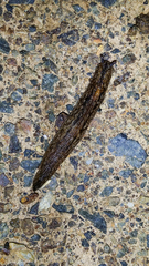 Pseudaneitea