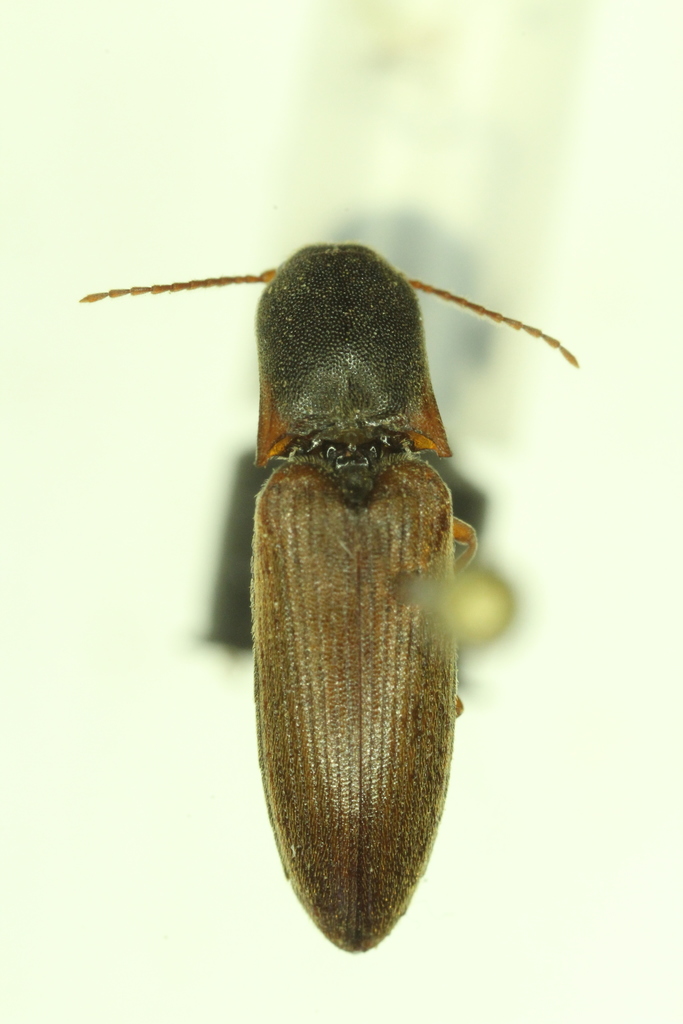 Tardy Click Beetle