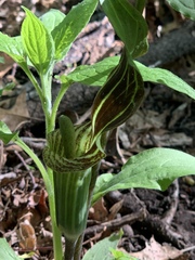 Arisaema triphyllum