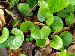 Pyrola rotundifolia