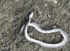 Pareas margaritophorus