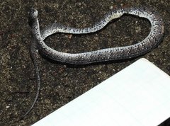 Pareas margaritophorus