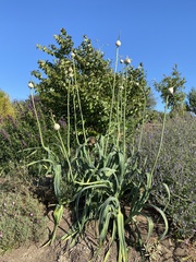 Allium ampeloprasum