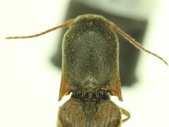 Agriotes tardus