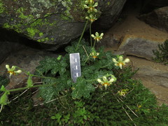 Blumenbachia prietea