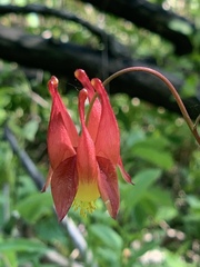 Aquilegia canadensis