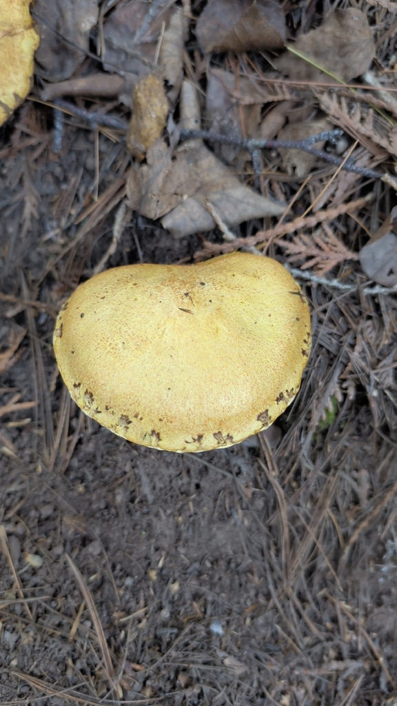 Chicken Fat Mushroom · September 2026 · photo: Photo: (c) Dave Bishop, some rights reserved (CC BY) · iNaturalist