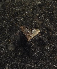 Petrophila confusalis