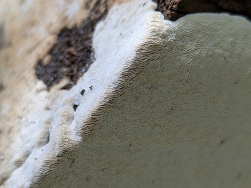 Poriella subacida observed 2026-09-21