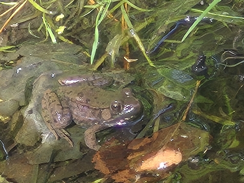 Green Frog