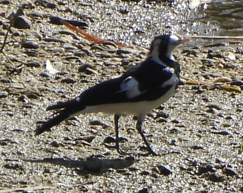 Magpie-lark