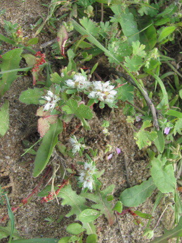 Paronychia argentea