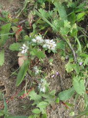Paronychia argentea