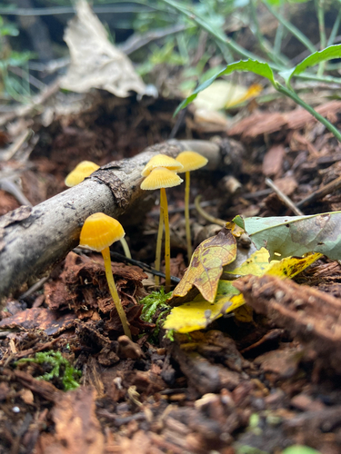Walnut Mycena