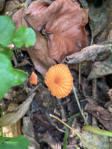 Orange Pinwheel