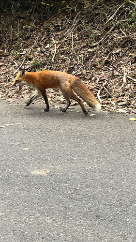 Red Fox