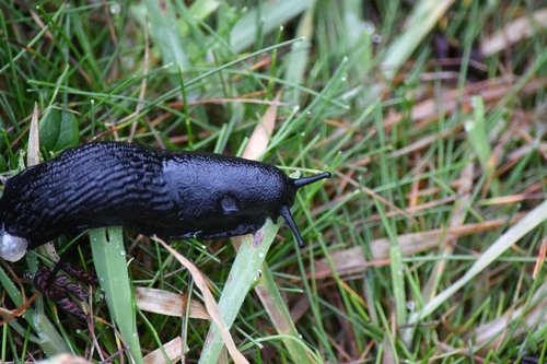 Black Slug