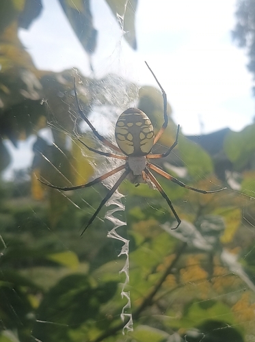 Yellow Garden Spider