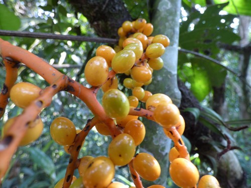 Chamaedorea pinnatifrons