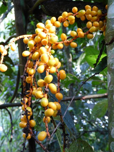Chamaedorea pinnatifrons, photograph 1