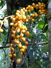 Chamaedorea pinnatifrons, photograph (c) Luis G Restrepo, some rights reserved (CC BY)