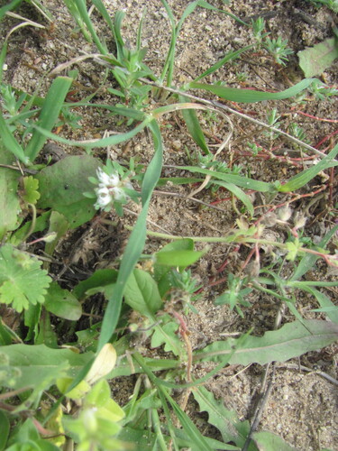 Paronychia argentea, photograph 2