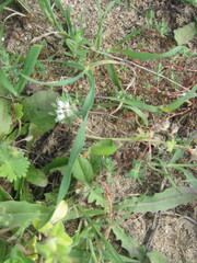 Paronychia argentea, photograph (c) zebedeugalinha, some rights reserved (CC BY)