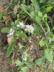 Paronychia argentea, photograph (c) zebedeugalinha, some rights reserved (CC BY)