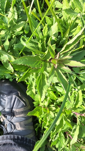 hemp agrimony