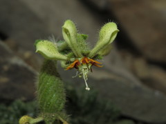 Blumenbachia prietea