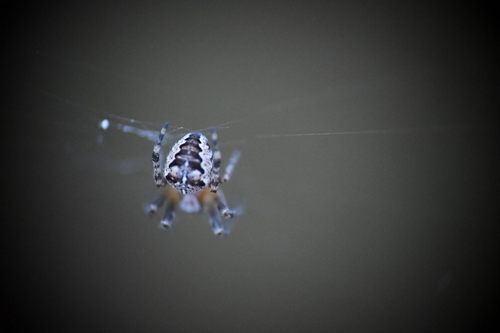 Cross Orbweaver